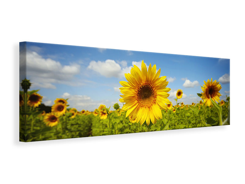 Leinwandbild Panorama Sommer-Sonnenblumen