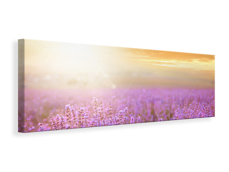 Leinwandbild Panorama Sonnenuntergang beim Lavendelfeld