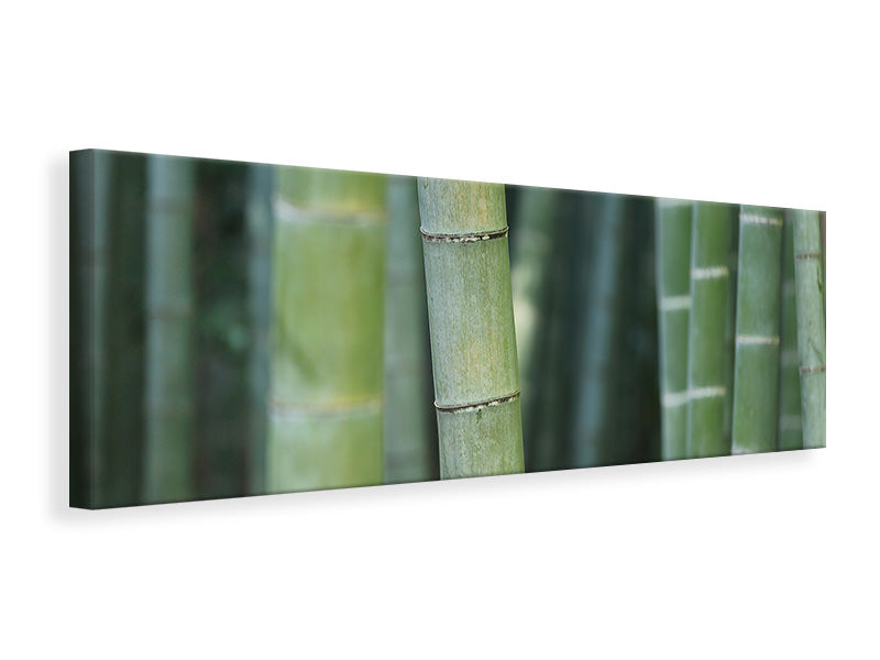 Leinwandbild Panorama Bambus in XXL