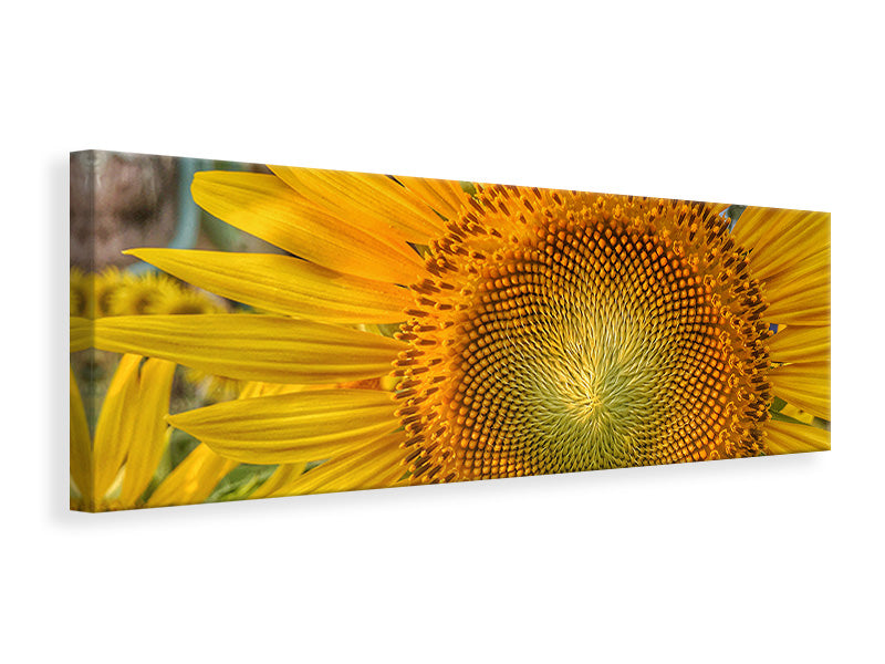 Leinwandbild Panorama Blütenstand einer Sonnenblume
