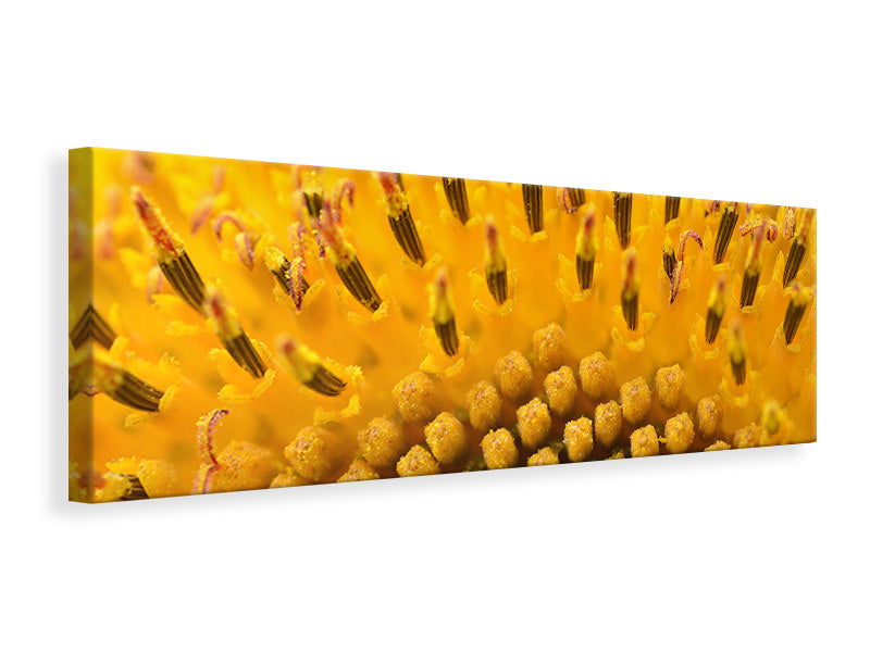 Leinwandbild Panorama Die Knospen der Sonnenblume in XXL