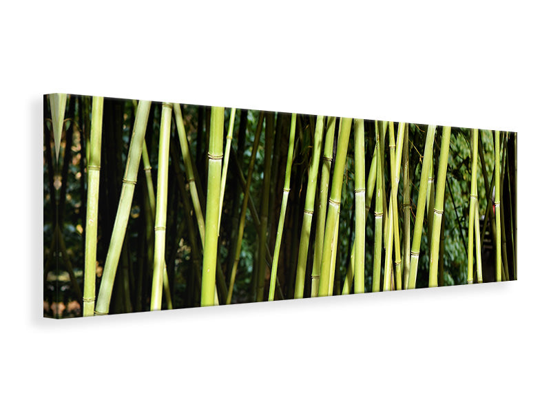 Leinwandbild Panorama Frischer Bambus