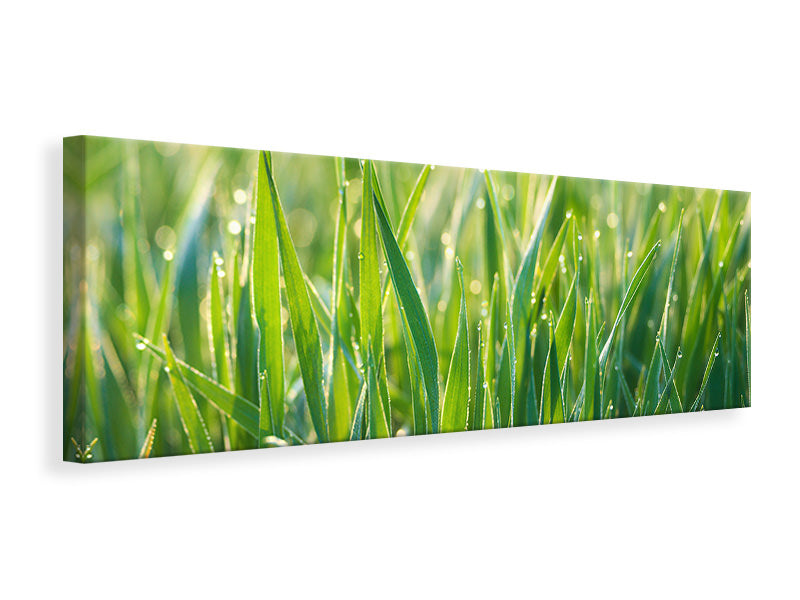 Leinwandbild Panorama Gras mit Morgentau XL