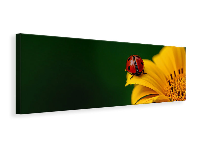 Leinwandbild Panorama Marienkäfer auf der Sonnenblume