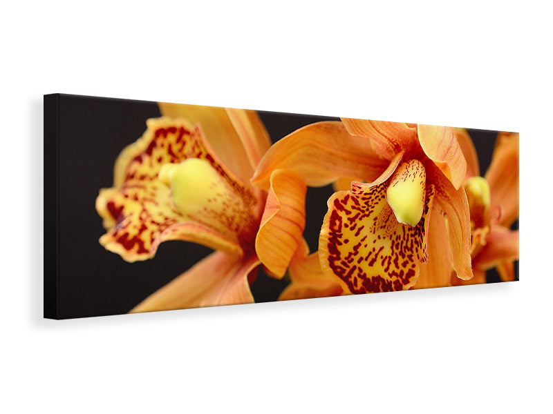 Leinwandbild Panorama Orchideen mit orangen Blüten