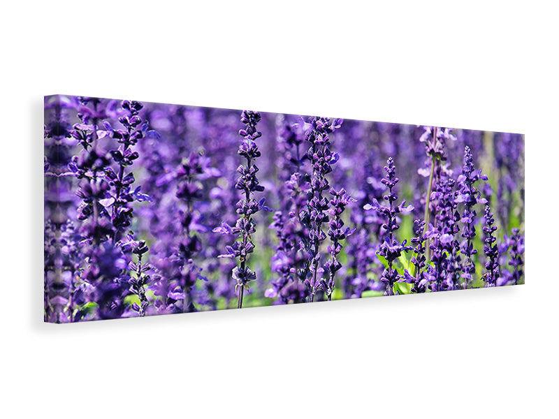Leinwandbild Panorama XL Lavendel